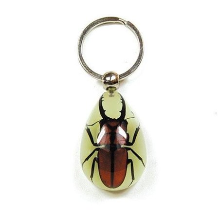 ED SPELDY EAST ED SPELDY EAST YK604 Key Chain  Tear Drop Shape  Glow in the Dark  Brown Stag Beetle YK604